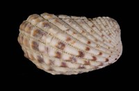 藏品(算盤蛤)的圖片